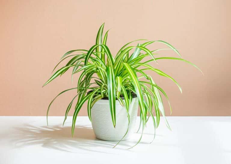 Spider Plant inside the House
